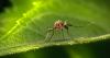 Richland County confirms first West Nile-positive mosquitoes of 2026 season