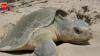 Texas uses discarded Christmas trees to help sea turtles survive