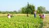 Government unveils National Agriculture Policy 2083