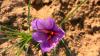 Saffron a potentially lucrative crop for South African farmers, says country’s first mover