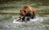 Viral Video: Grizzly Bear Photobombs Fisherman in Alaska