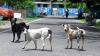 Chennai Corporation targets 2 lakh stray dogs in major anti-rabies vaccination drive