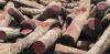 Wounaan Indigenous people have opposed illegal rosewood logging and centuries of exploitation with wisdom and beauty