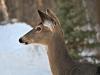 Pronghorn Hunting License Applications Due Today in North Dakota