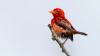 Kenyan Birders rediscover rare Red Weaver in Boni forest