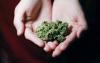 North Dakota Senator Cramer Aims to Make it Easier for Pot Shops to Get Insurance