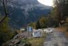 Sheep and goats must be used more to prevent wildfires in Spain, says eco-farming group
