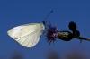 Butterflies seek new habitats as climate changes: study