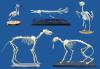 Flesh-Eating 'Superworms' Could Become a New Skeleton-Cleaning Crew for Museum and Research Specimens