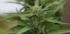Is hemp a thirsty crop? New research measures just how much water cannabis farming can use
