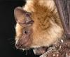 State Officials Urge Oregonians To Avoid Contact With Bats