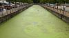 Council statement on blue green algae fears in Lisburn canal