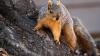 Is squirrel hunting season open in Georgia? See dates, limits and more