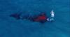 Wildlife Photographer Captures First-Ever Aerial Footage of Humpback Whale Giving Birth