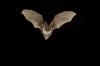 Klamath County Public Health Warning Community About Bats with Rabies
