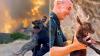 In Spain, wildfire crews refused to leave animals behind, turning a bullring into a shelter