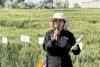 Researchers identify wheat gene mutation linked to yield