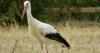 'Very rare' UK sighting of white stork in Oxfordshire