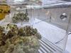 Enrollment in Georgia’s medical cannabis program jumps after lawmakers ease access