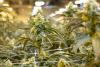 Cannabis Drug Ended Nightmares In Some PTSD Patients, New Study Finds