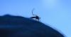 California's second West Nile death of 2026 confirmed in Glenn County