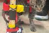 Ohio shelter kitten trades in Hot Wheels for custom wheelchair