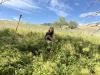 Meet the microscopic weapon against Eastern Oregon’s worst weed: Mites