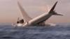 Mystery philanthropist to lead hunt for vanished MH370 plane – as expert claims some ‘don’t want wreckage found’