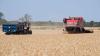 Drought could cost arable farmers £390m in lost revenue