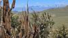 A Gnarly Situation: High-Elevation Discovery Raises New Questions About Which California Trees Will Survive Climate Change