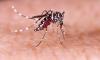 Mosquito-borne 'breakbone' virus detected in DC suburbs: First ever case of locally-transmitted Dengue fever confirmed in Virginia