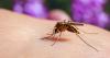 Health officials confirm first West Nile Virus case in Weld County