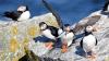 Maine puffin population hits record high: 'Massive Easter egg hunt'