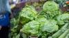 Cyclosporiasis Outbreak Linked To Lettuce Spreads To Six More States