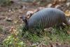 Florida's summer armadillo surge is spotlighting the mammal that births identical quadruplets
