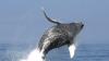 Whales are returning to waters off New York and New Jersey once battered by dumping