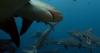 Research reveals sharks prefer the company of their relatives