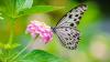Butterflies are rapidly changing where they live as climate changes