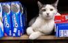 Brooklyn bodega cats to be featured in new book