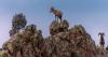 Colorado Parks and Wildlife conducting bighorn sheep herd survey on Pikes Peak