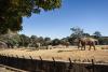 The last trio: Johannesburg Zoo elephants await their fate