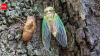 Scientists coated a cicada wing with silver and created a sensor that amplified molecular signals
