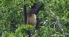 Why Wild Capuchin Monkeys Started 'Kissing' an AI Touchscreen for Banana Rewards