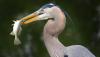 Why bird-watchers flock to this annual Florida flood | Opinion 