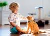 Cat training boosts social skills for children with developmental disabilities