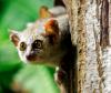 Primate fossil discovery challenges the story of human evolution