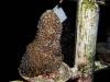 Endangered coral spawns in DoE nursery