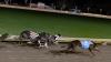 New Zealand Has Ended Greyhound Racing. Now It Has to Manage the Aftermath.