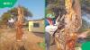 South African artist amazes Mzansi with breathtaking tree-carving masterpiece