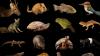 Phoenix Species Project Announces Funds for Imperiled Wildlife